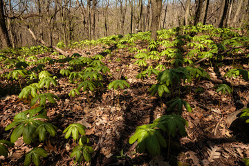 Mayapples patch growing in the woods within the Pike Lake Unit, Kettle Moraine State Forest, Hartford, Wisconsin