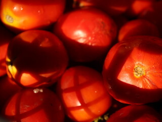 close up of red tomatoes in the garden background