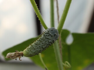 cucumber in the garden background