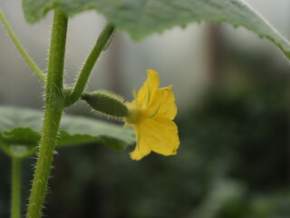 cucumber flower in the garden background