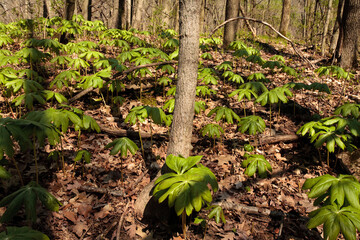 Mayapples patch growing in the woods within Pike Lake Unit, Kettle Moraine State Forest, Hartford,...