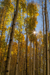 Golden Aspen Trees in Arizona