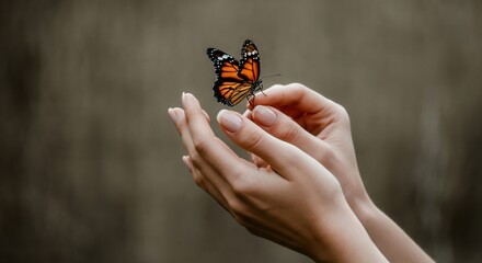 Gentle touch of beautiful monarch butterfly on delicate human hands
