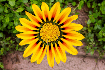 Yellow gazania flower in a flower bed with a shiny photo from above. The poster