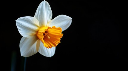 Fototapeta premium White and Yellow Daffodil Flower Close-up