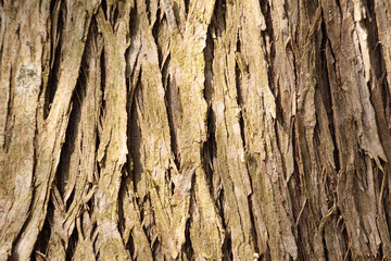 Northern white cedar bark on a tree at Harrington Beach State Park, Belgium, Wisconsin
