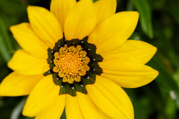 Yellow gazania flower brilliant close-up photo from above. The poster
