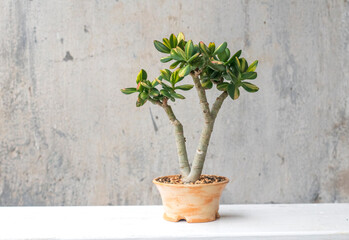 Crassula ovata cv. Solana (var. obliqua f. variegata). Home decor. Indoor plant © Алексей Иванов