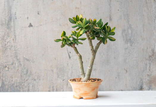 Crassula ovata cv. Solana (var. obliqua f. variegata). Home decor. Indoor plant