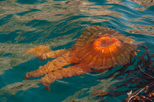 Meduse gigantesque Paracas