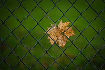 Leaf on a fence