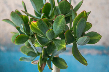 Stylish money tree. Crassula Blue Hale mediovariegated Mariupol. Bonsai style. Indoor plant