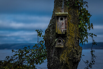 Birdhouses on tree