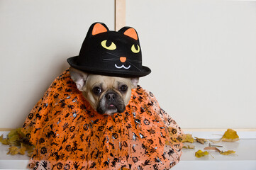 Close-up of a bulldog dog in a black funny hat and skirt getting ready to celebrate Halloween. 