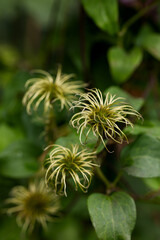 Seed pods of clematis Rouge Cardinal after flowering