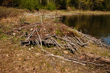 Abandoned beaver lodge along exposed shoreline of Little John Junior Lake, near Sayner, Wisconsin