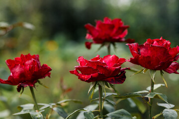 Open red terry roses of the Grand Gala on a blurred green background