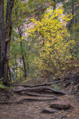 Autumn color in Oak Creek Canyon