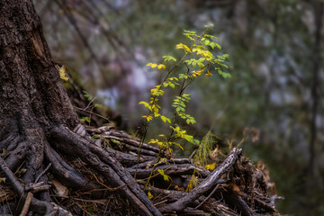 Autumn color in Oak Creek Canyon