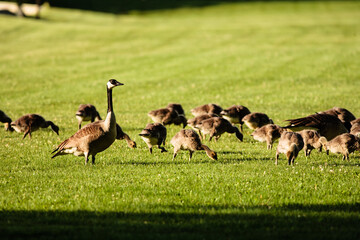 Canadian geese on park lawn watching its young within Pike Lake Unit, Kettle Moraine State Forest, Hartford, Wisconsin