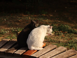 cat on the fence