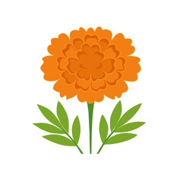 orange marigold flower green leaves white background clip art preview