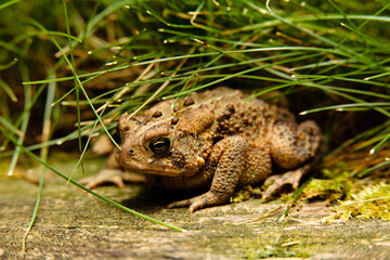 Toad hiding in grass in Hartford, Wisconsin