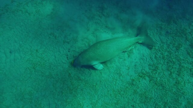 Top view of Sea Cow grazing on sand-silty bottom eating green algae, Slow motion of Marine Sirenia Dugong dugon feeding Smooth ribbon seagrass, Cymodocea rotundata on seabed