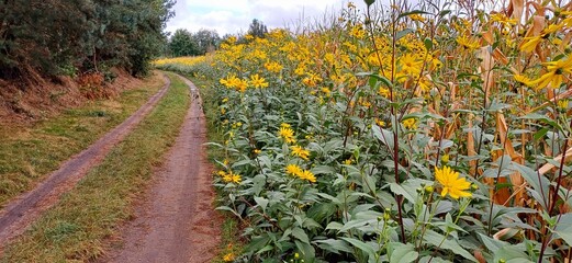 weg begleitende blumen