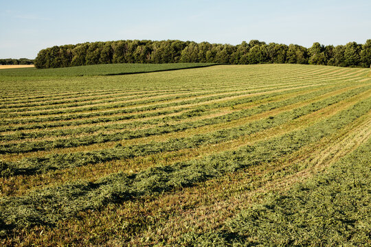 Freshly cut alfalfa field in evening sunlight, near Hartford, Wisconsin