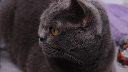 close up portrait of a cat 