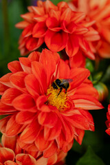 Bee on an orange red dahlia flower. Close-up