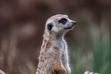 Meerkat or the Suricata