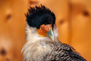 Caracara plancus