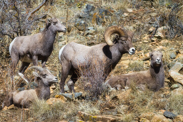 Bighorn Sheep resting in Colorado