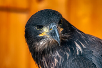Golden Eagle