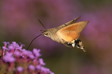 butterfly on flower