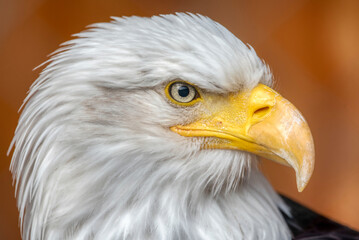 Bald eagle