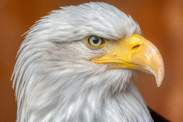 Bald eagle