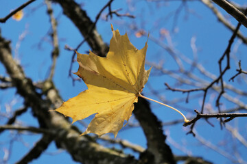 Yellow maple leaf during a fall season at the Island 22 Regional Park in Chilliwack, British Columbia, Canada