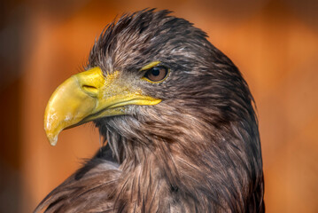 Sea Eagle