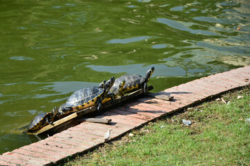 Tortugas tomando el sol