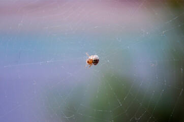 Araña en su telaraña