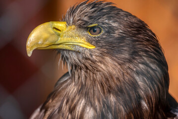 Sea Eagle