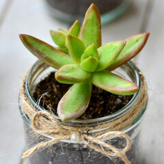 SEDUM ADOLPHII