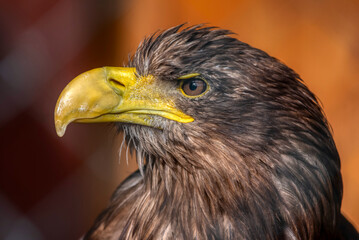 Sea Eagle