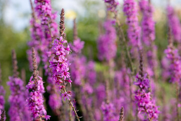 Bushes of blooming pink veronica spiky