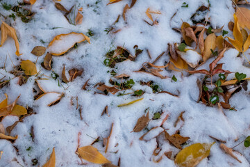 Autumn leaves in the snow. Winter concept. High quality photo.