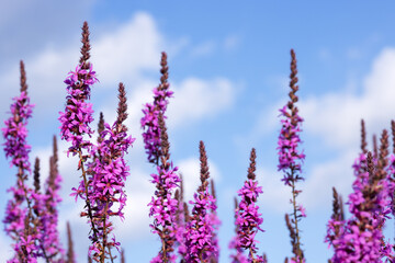 Inflorescences of pink veronica on a background of blue sky with fluffy clouds