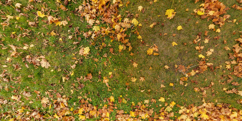 panoramic top view of grass texture with sluggish limp dry yellow and red autumn maple leaves